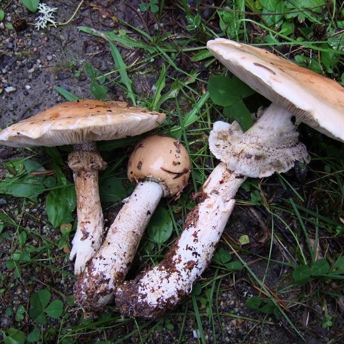 STAMBIOJI SLIDABUDĖ