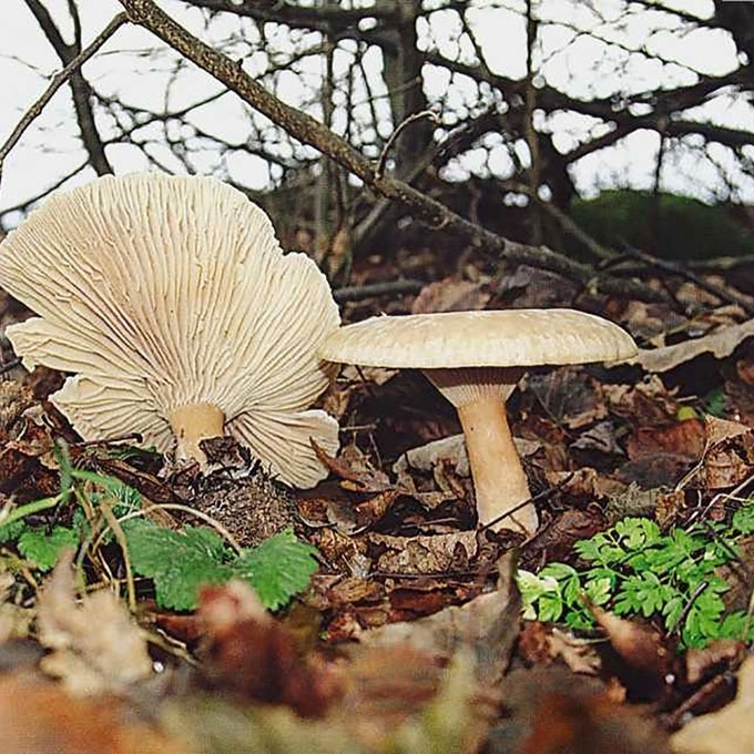 STAMBIOJI TAURIABUDĖ