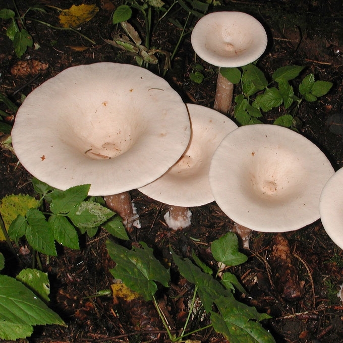 STAMBIOJI TAURIABUDĖ