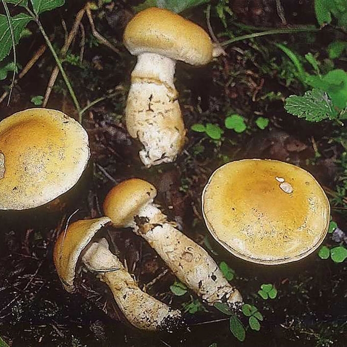STAMBUSIS NUOSĖDIS