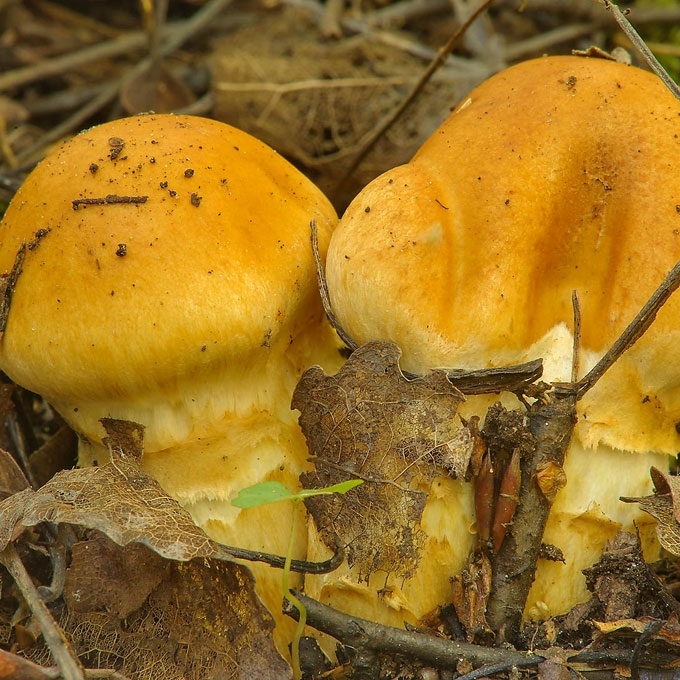 STAMBUSIS NUOSĖDIS