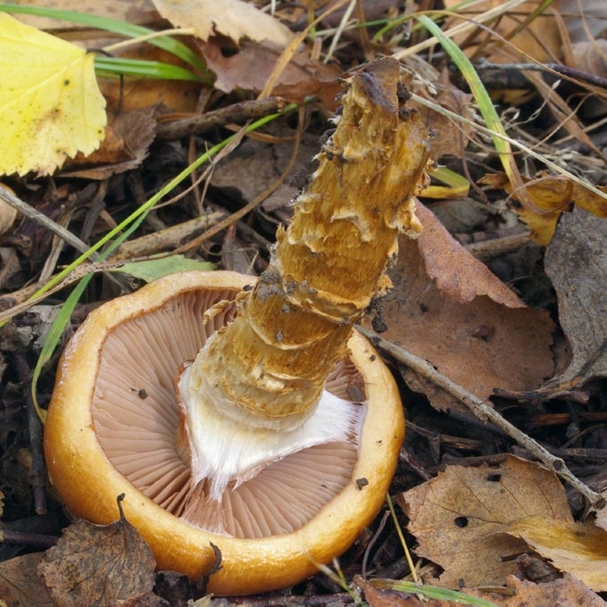 STAMBUSIS NUOSĖDIS