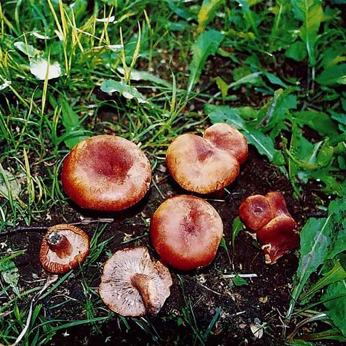 SULTINGASIS PIENGRYBIS