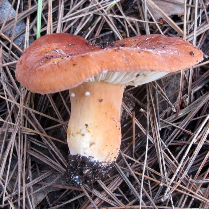 SULTINGASIS PIENGRYBIS