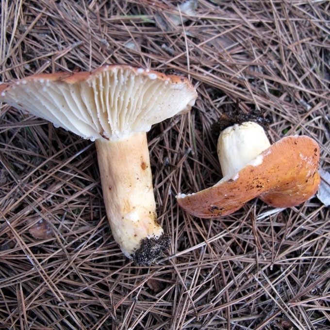 SULTINGASIS PIENGRYBIS