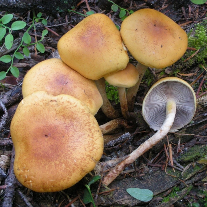 ŠVELNIOJI KELMABUDĖ