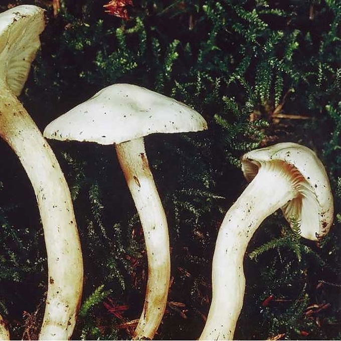 ŠVIESIAKRAŠTĖ GUOTĖ