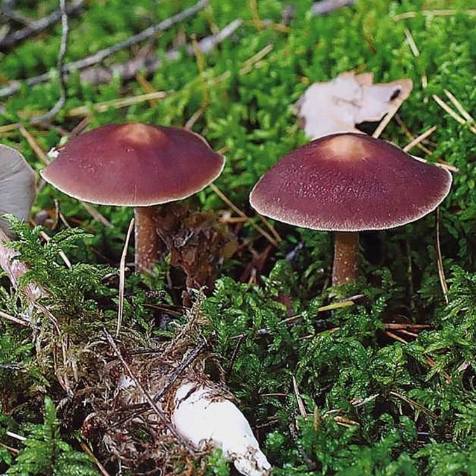 SVIESTINĖ PLEMPĖ