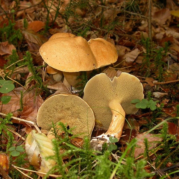 TAMPRUSIS KAZLĖKAS
