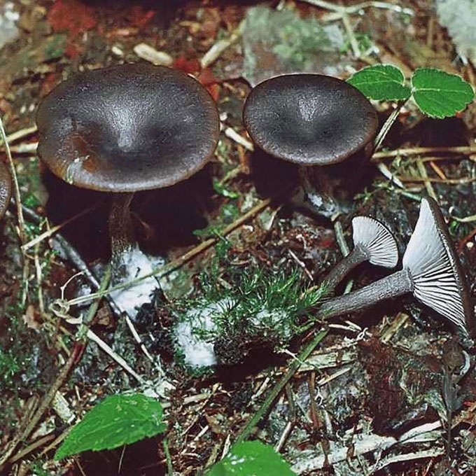 TAURELINĖ JUOSVABUDĖ