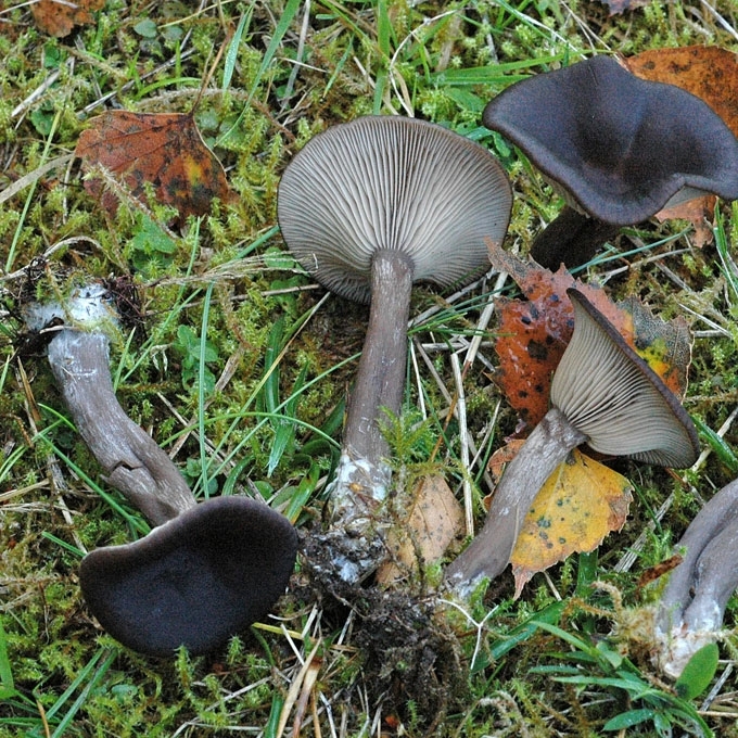TAURELINĖ JUOSVABUDĖ
