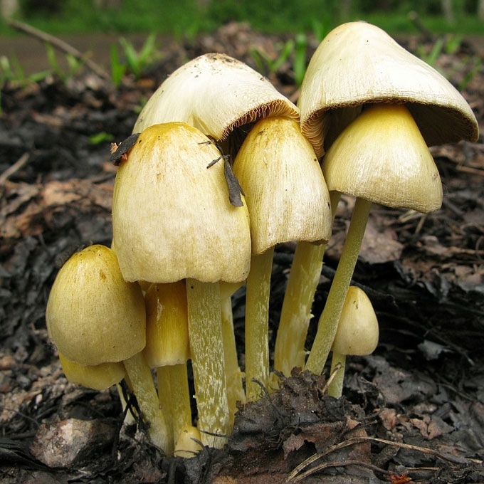 TIKRASIS GELSVŪNIS