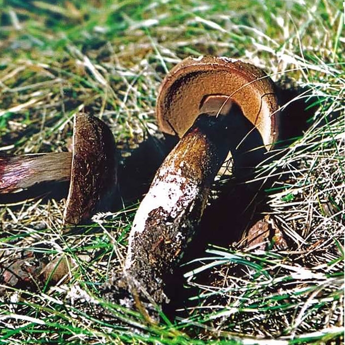 TIKRASIS JUODBARAVYKIS