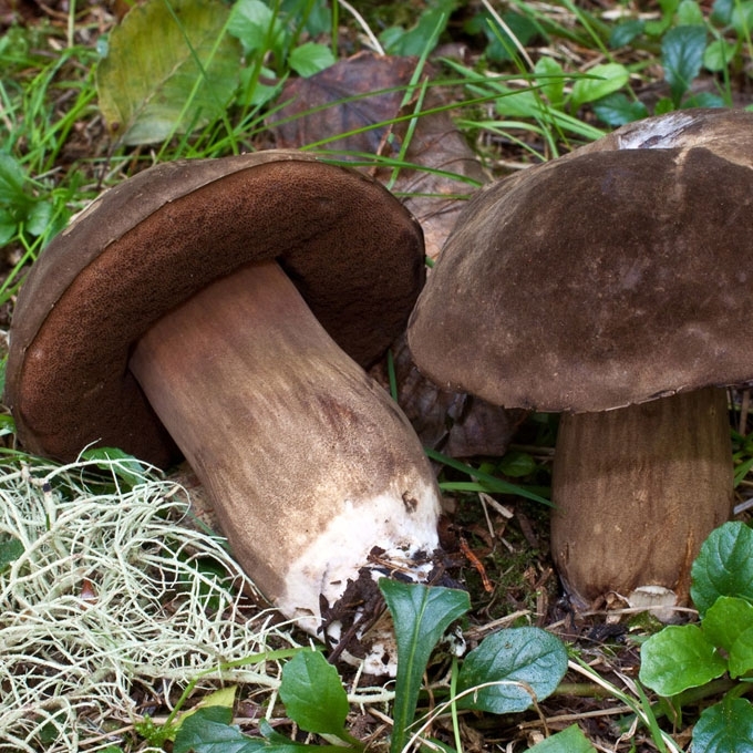 TIKRASIS JUODBARAVYKIS