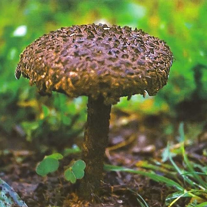 TIKRASIS ŽVYNBARAVYKIS