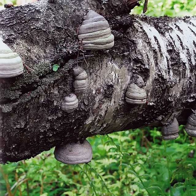 TIKROJI PINTIS