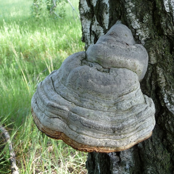 TIKROJI PINTIS
