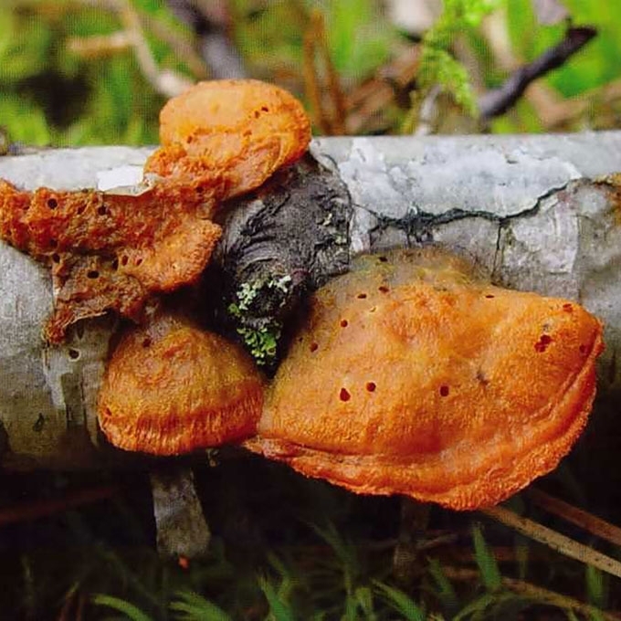 TIKROJI RAUDONPINTĖ
