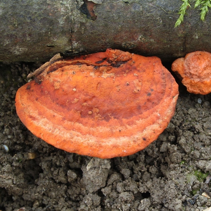 TIKROJI RAUDONPINTĖ