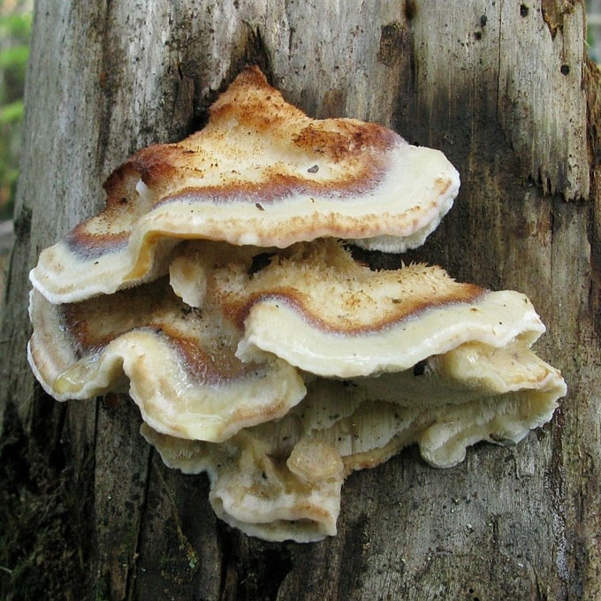 TRAPIOJI POSTIJA