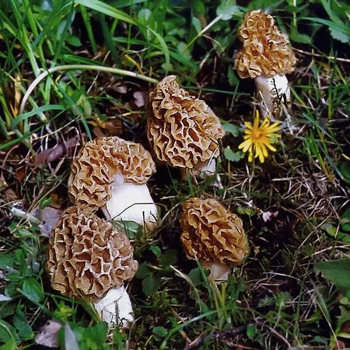 VALGOMASIS BRIEDŽIUKAS