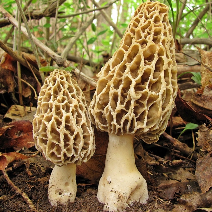 VALGOMASIS BRIEDŽIUKAS