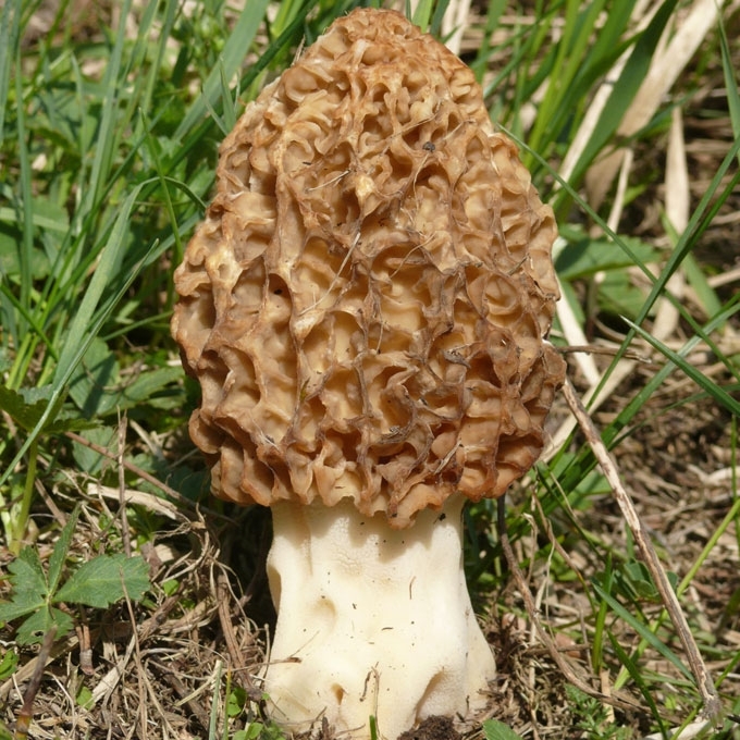 VALGOMASIS BRIEDŽIUKAS