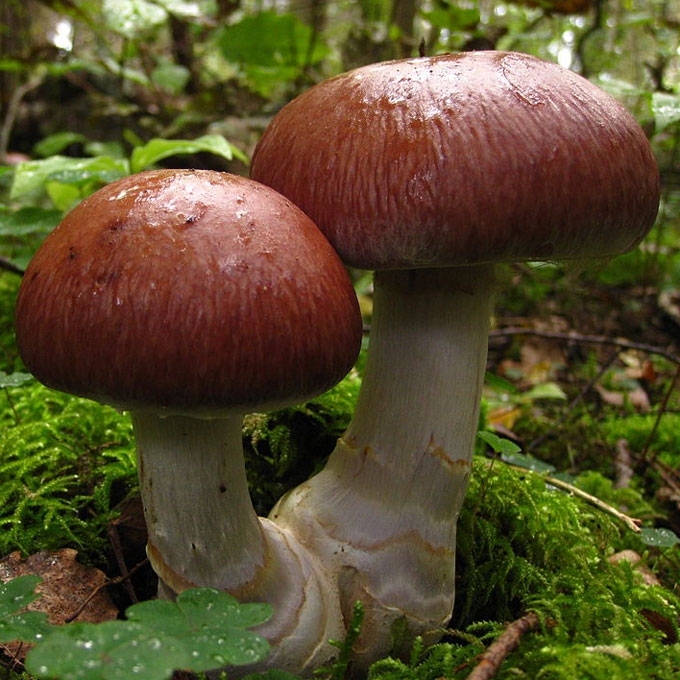 VALGOMASIS NUOSĖDIS