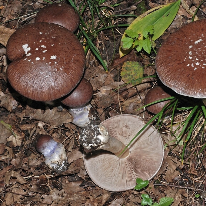 VALGOMASIS NUOSĖDIS