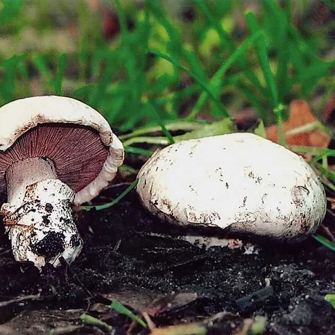VALGOMASIS PIEVAGRYBIS
