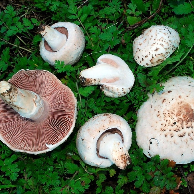 VALGOMASIS PIEVAGRYBIS