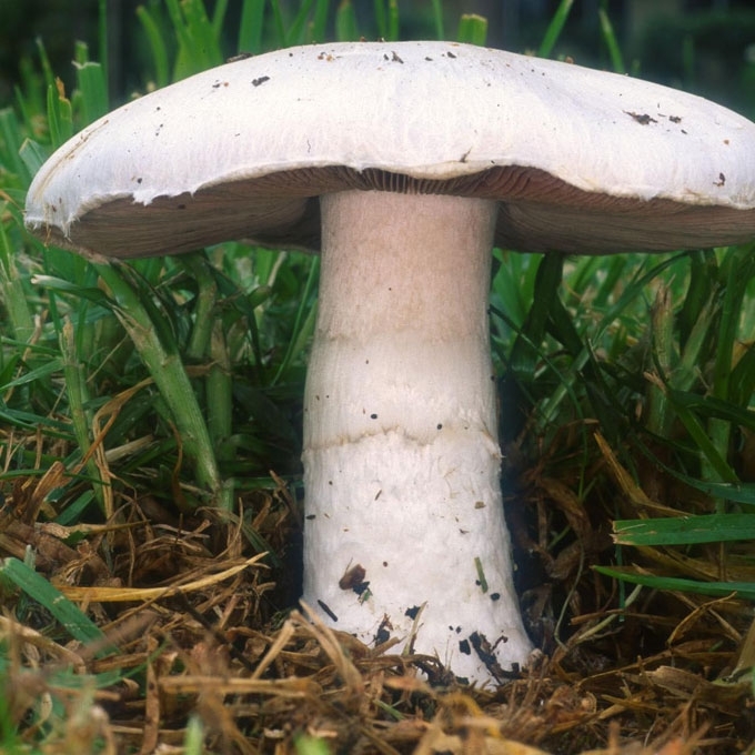 VALGOMASIS PIEVAGRYBIS