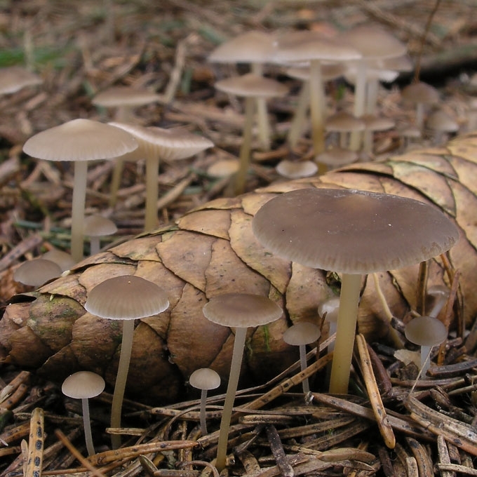 VALGOMASIS TAMPRIUKAS