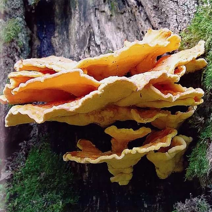 VALGOMOJI GELTONPINTĖ