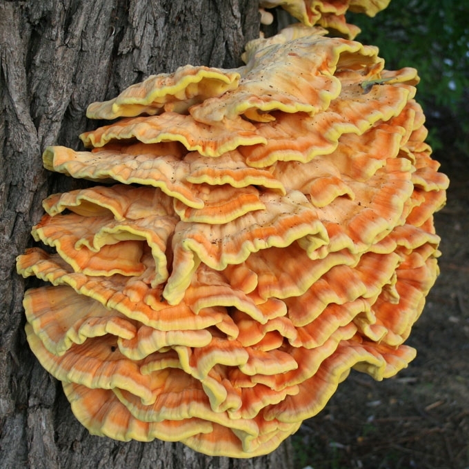 VALGOMOJI GELTONPINTĖ