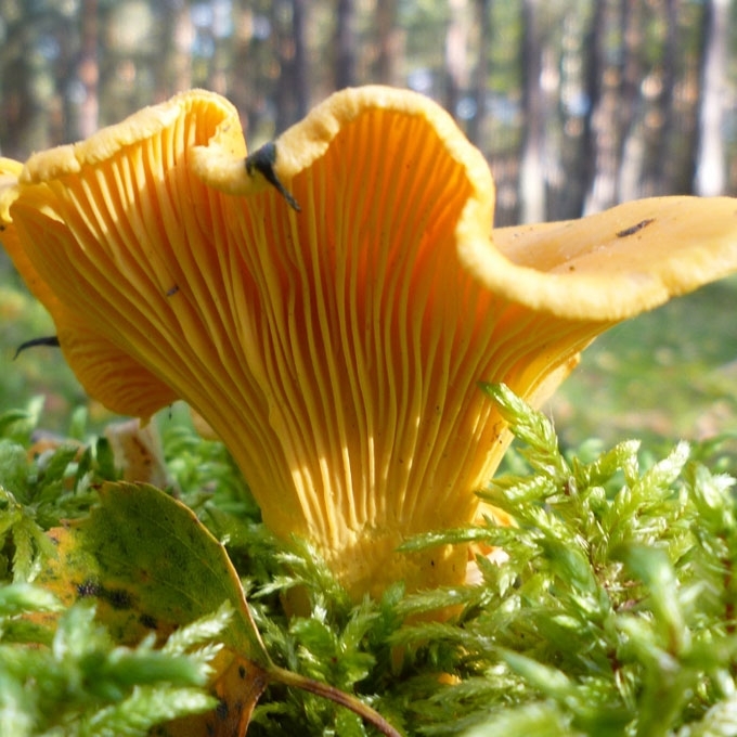 VALGOMOJI VOVERAITĖ