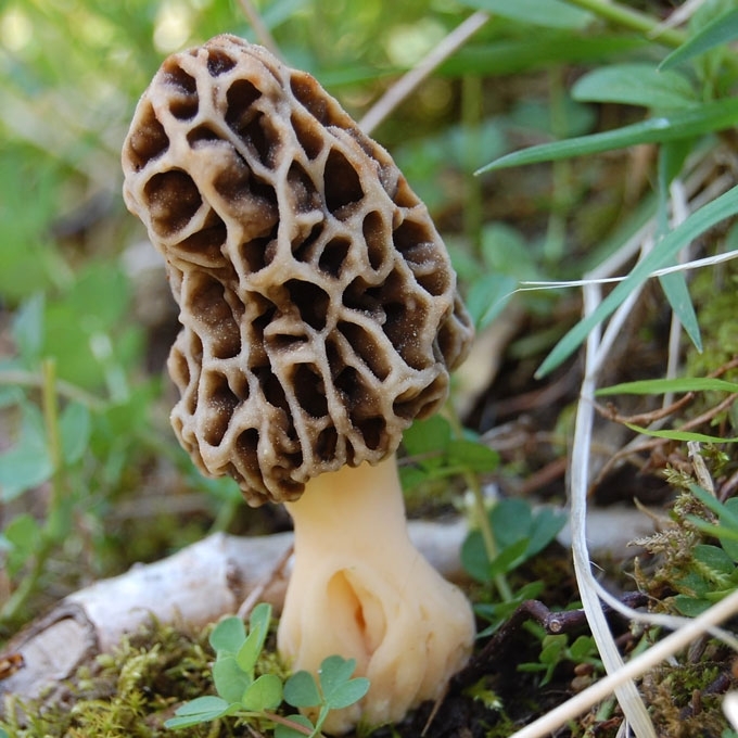 VALGOMOJO BRIEDŽIUKO PILKŠVASIS VARIETETAS