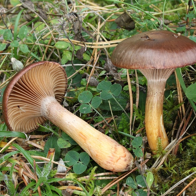 VARIASPALVĖ GELTONPĖDĖ