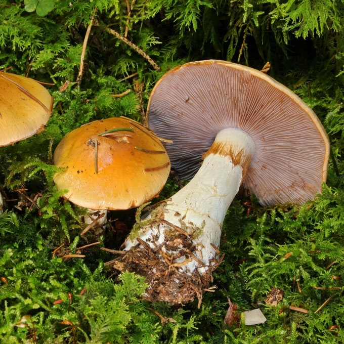 VARIASPALVIS NUOSĖDIS