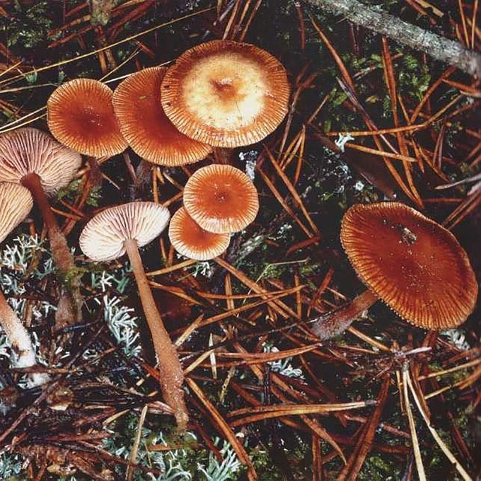 VĖLYVASIS PLEMPIS