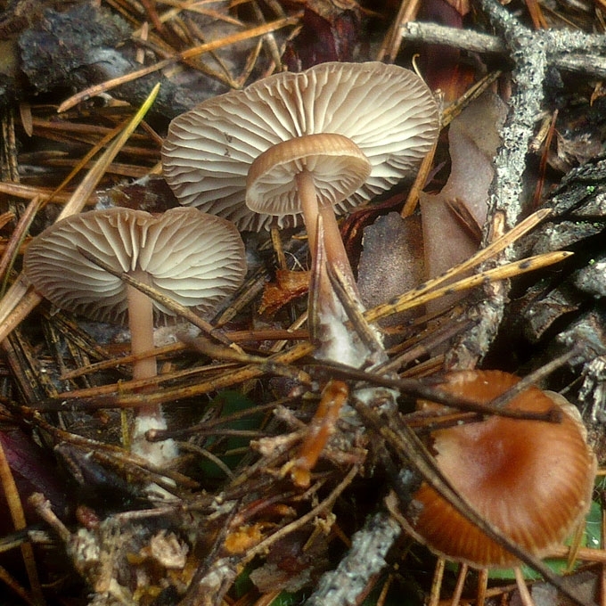 VĖLYVASIS PLEMPIS