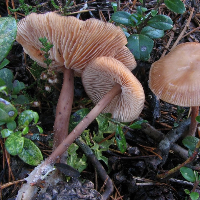 VĖLYVASIS PLEMPIS