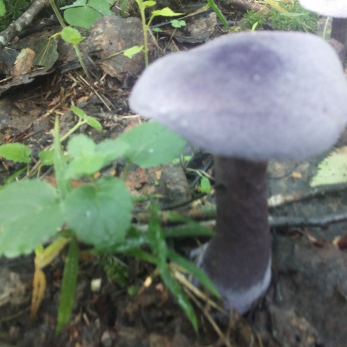Violetinės radybos!