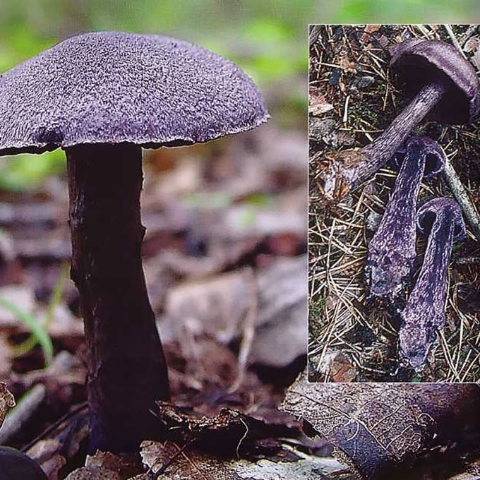 VIOLETINIS NUOSĖDIS