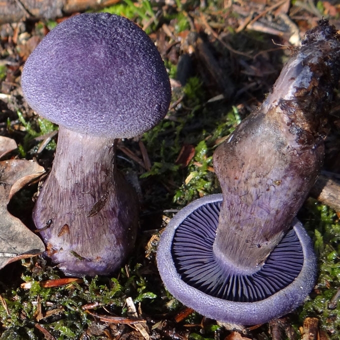 VIOLETINIS NUOSĖDIS