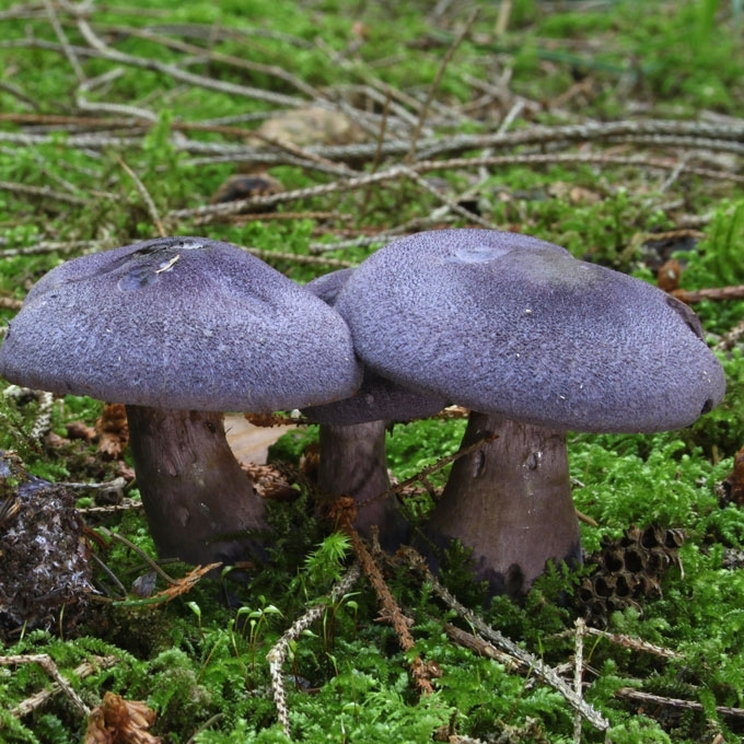 VIOLETINIS NUOSĖDIS