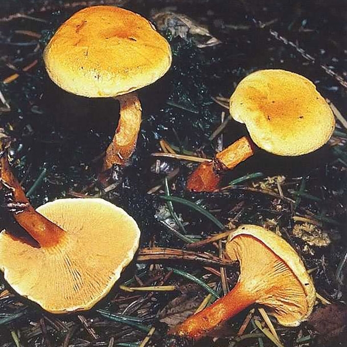 VOVERAITINĖ GUOTELĖ