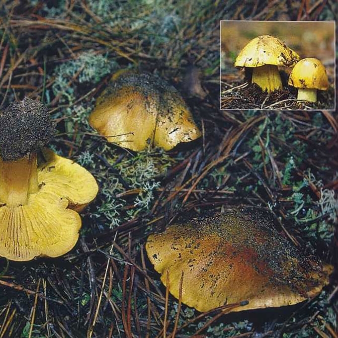 ŽALIUOKĖ