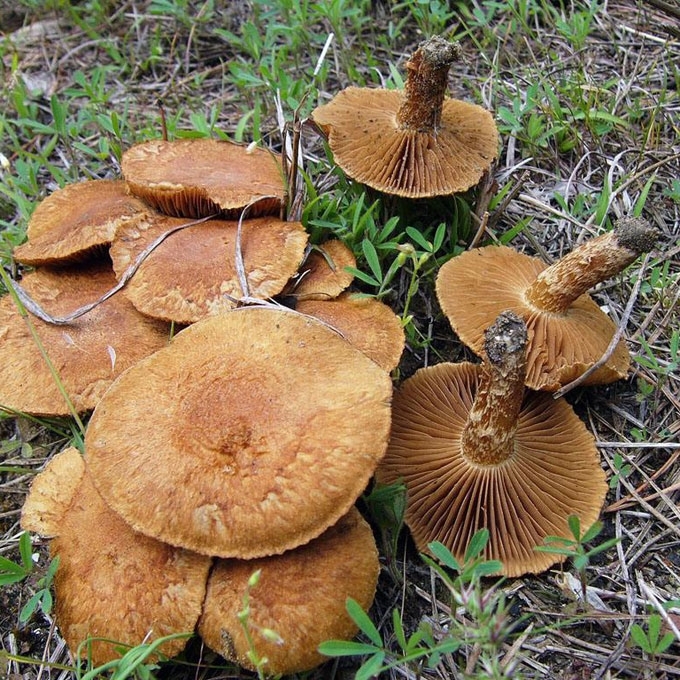 ŽALSVAGELSVĖ PLAUŠABUDĖ