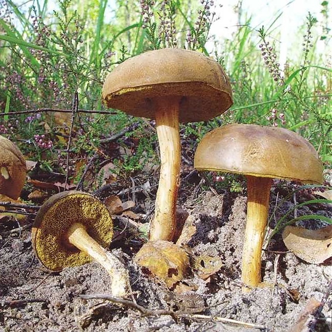 ŽALSVASIS AKSOMBARAVYKIS